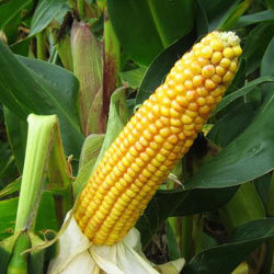Maize Starch Maize Starch
