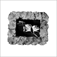 Ginkgo Photo Frames Ginkgo Photo Frames