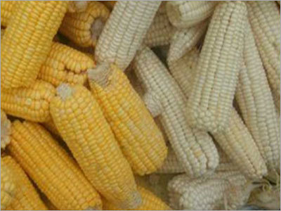 Yellow Corn Yellow Corn