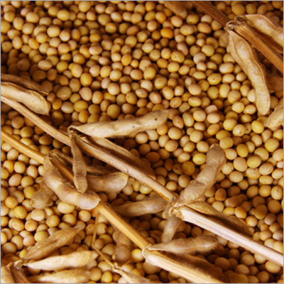Soya Bean Seeds Soya Bean Seeds