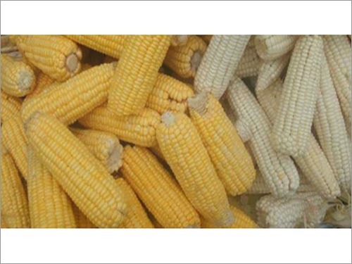White Corn White Corn