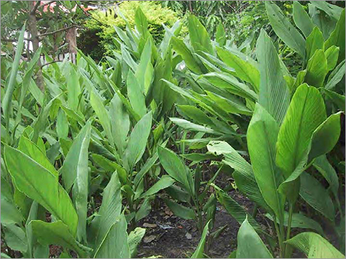 Turmeric Turmeric
