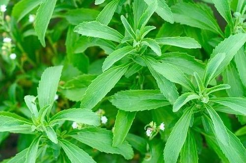 stevia leaves stevia leaves