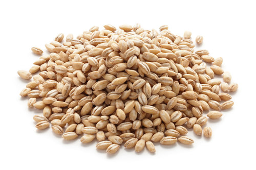 Barley Seeds Barley Seeds