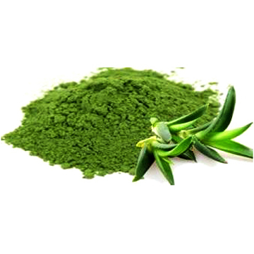Aloe Vera Powder Aloe Vera Powder