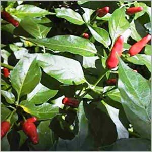 Chilli oil Chilli oil