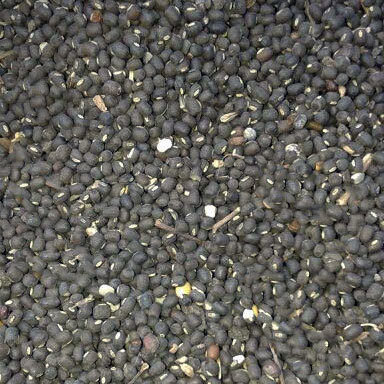 Urad Bean Urad Bean