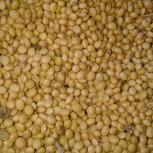 Soybean Soybean