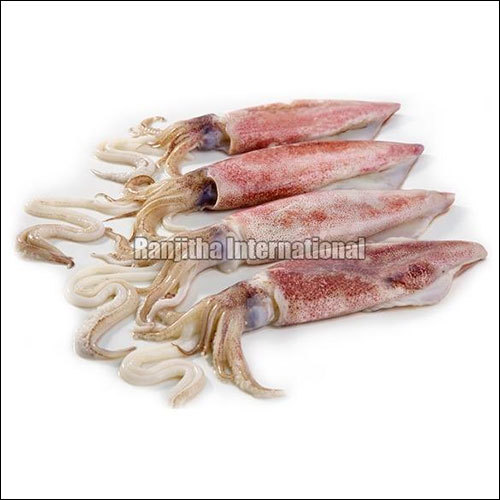 Squid Fish Squid Fish