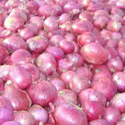 Fresh Red Onion Fresh Red Onion