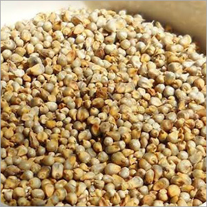 Pearl Millet Pearl Millet