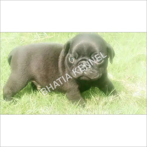 best pug wipes best pug pups suppleir best pug pups traders in karnal haryana india best pug wipes best pug pups suppleir best pug pups traders in karnal haryana india