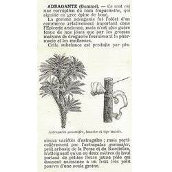 Tragacanth Gum Tragacanth Gum
