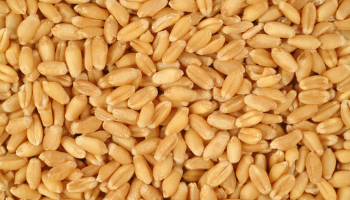 Wheat Wheat