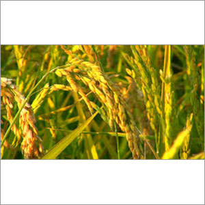 Raw Rice Raw Rice
