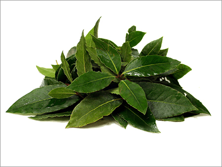 Green Bay Leaf Green Bay Leaf