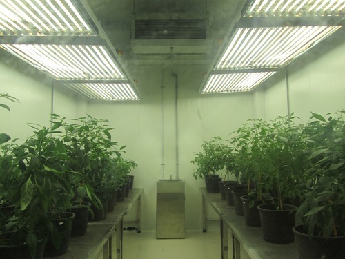 Seed Growth Chamber Seed Growth Chamber
