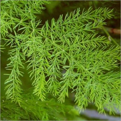 Asparagus Racemosus Asparagus Racemosus
