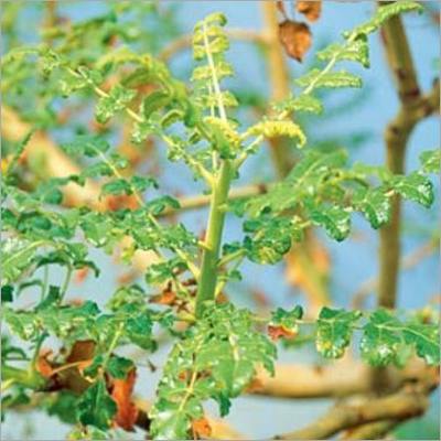Boswellia Serrata Boswellia Serrata
