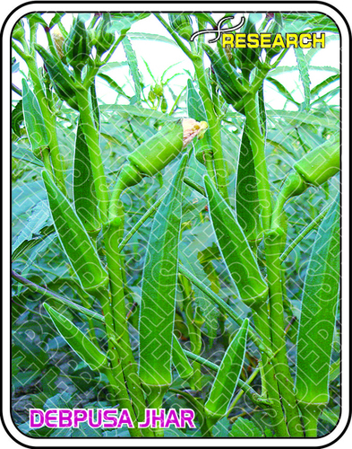 DEBPUSA JHAR DEBPUSA JHAR