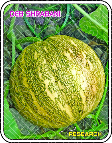 DEB SHRABANI DEB SHRABANI