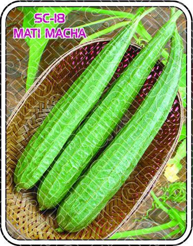 SC-18 MATI MACHA SC-18 MATI MACHA