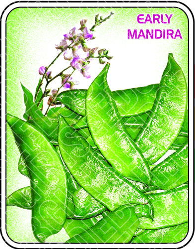 EARLY MANDIRA EARLY MANDIRA
