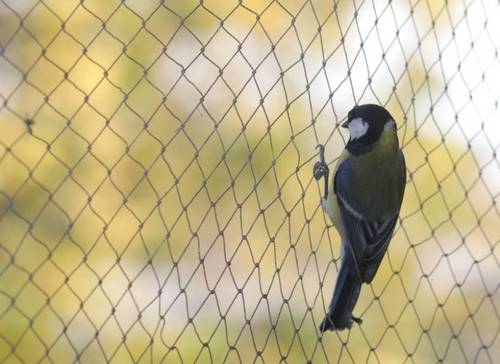 Bird Net Bird Net