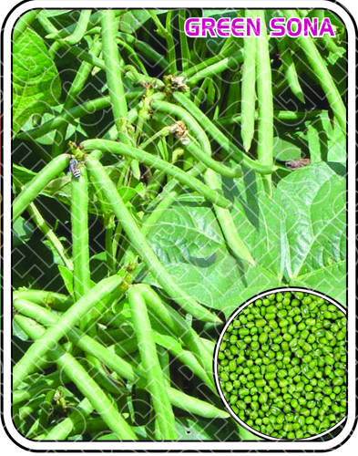 GREEN SONA GREEN SONA
