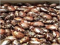 Castor Seeds Castor Seeds