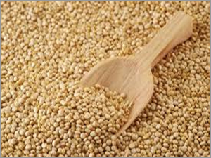 Quinoa Seed Quinoa Seed