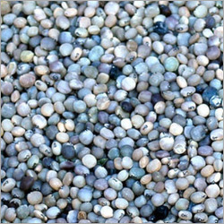 Guar Seed Guar Seed