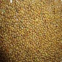 Sesbania Seeds Sesbania Seeds