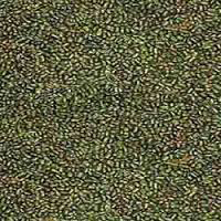 Green Sesbania Seeds Green Sesbania Seeds