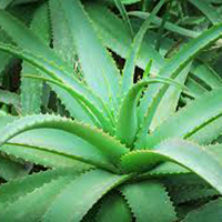 Aloe Vera Plant Aloe Vera Plant