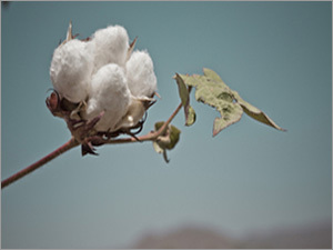 Organic Cotton Organic Cotton