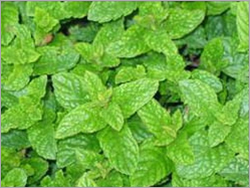 Mint Leaves Mint Leaves