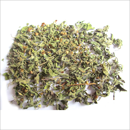 Tulsi Leaves Tulsi Leaves