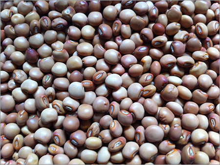 Pigeon Seeds Pigeon Seeds