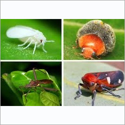 Diafenthiuron Insecticide Diafenthiuron Insecticide