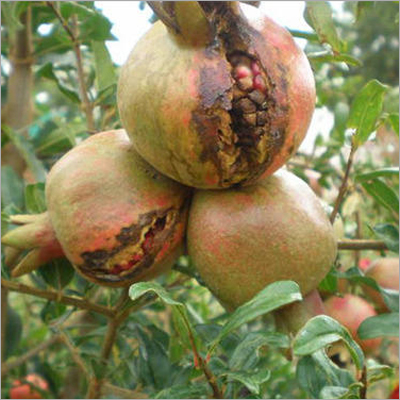 Bacterial Blight Control Pomegranate Bacterial Blight Control Pomegranate