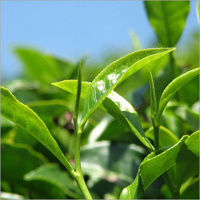 Flubendiamide Insecticide Flubendiamide Insecticide