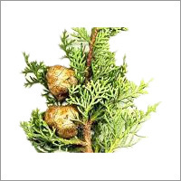 Cypress oil Cypress oil