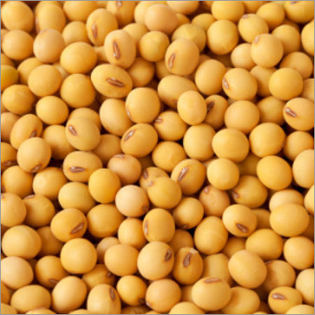 Soyabean Seed Soyabean Seed