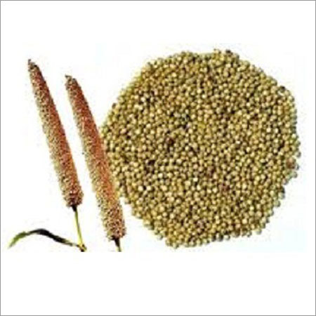 Bajra Seeds Bajra Seeds