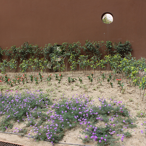 Plants Supply Service Plants Supply Service
