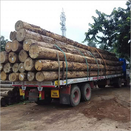 Pine Wood Round Logs Pine Wood Round Logs