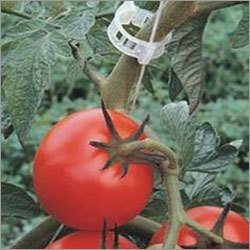 Crop Supporting Clip Crop Supporting Clip