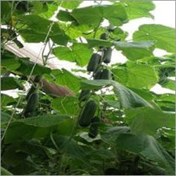 Greenhouse Cucumber Seed Yuksel 5223 Greenhouse Cucumber Seed Yuksel 5223