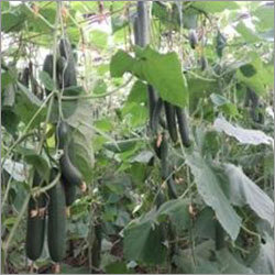 Yuksel Y-225 Cucumber Seeds Yuksel Y-225 Cucumber Seeds